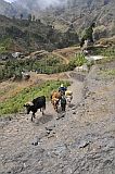 Santo Anto : Cruz de Santa Isabel : herdsmen with cows : People Work
Cabo Verde Foto Gallery