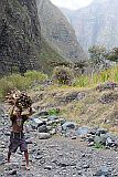 Santo Anto : R de Neve : peasant carrying fire wood : People Work
Cabo Verde Foto Gallery