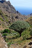Insel: São Nicolau  Wanderweg: 203 Ort: Fragata Cruzinha Motiv: Drachenbaum Motivgruppe: Nature Plants © Pitt Reitmaier www.Cabo-Verde-Foto.com