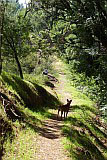 Insel: Santo Anto  Wanderweg: 105 Ort: Lombo de Carrosco Motiv: Wanderweg Hund Motivgruppe: Landscape Forest © Pitt Reitmaier www.Cabo-Verde-Foto.com