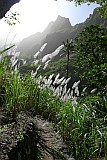 Santo Anto : Lombo de Pico : flor cana de acar : Nature Plants
Cabo Verde Foto Galeria