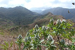 Santiago : Achada Lagoa : planta endmica echium gorgonorum : Nature Plants
Cabo Verde Foto Galeria