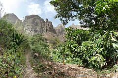 Insel: São Nicolau  Wanderweg: 109a Ort: Tzukud Motiv: Drachenbaum Motivgruppe: Landscape Mountain © Pitt Reitmaier www.Cabo-Verde-Foto.com