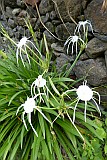 Santo Anto : Ribeira de Lombo de Pico : crinum asiaticum : Nature Plants
Cabo Verde Foto Galeria