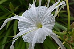 Santo Anto : Ribeira de Lombo de Pico : poisonbulb, Queen Emma lily : Nature Plants
Cabo Verde Foto Gallery