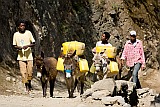 Santo Anto : Cova de Pal : fetching water with donkey : People Work
Cabo Verde Foto Gallery