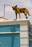 Sal : Santa Maria : dog : Nature Animals
Cabo Verde Foto Gallery