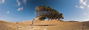 Insel: Maio  Wanderweg:  Ort:  Motiv: Der Baum Motivgruppe: Landscape Desert © Florian Drmer www.Cabo-Verde-Foto.com