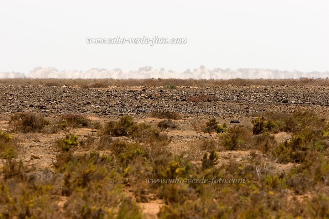 Maio : Terras Salgadas : deserto : Landscape DesertCabo Verde Foto Gallery