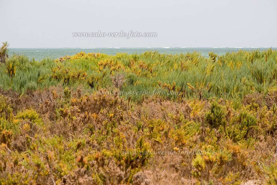 Insel: Maio  Wanderweg:  Ort: Terras Salgadas Motiv: Strand Motivgruppe: Nature © Florian Drmer www.Cabo-Verde-Foto.com