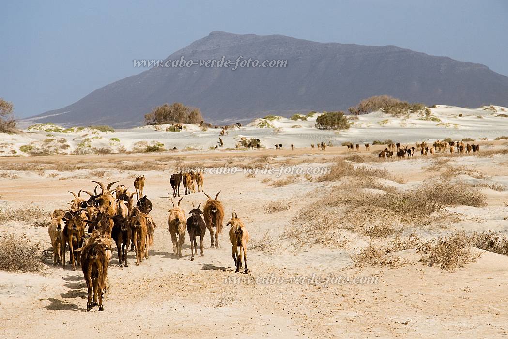Maio : Terras Salgadas : capra : Landscape DesertCabo Verde Foto Gallery