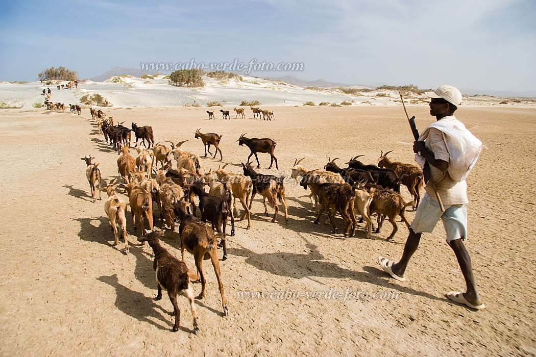 Maio : Terras Salgadas : capra : Landscape DesertCabo Verde Foto Gallery