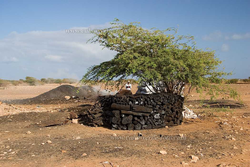 Maio : Cascabulho : carvo vegetal : People WorkCabo Verde Foto Gallery