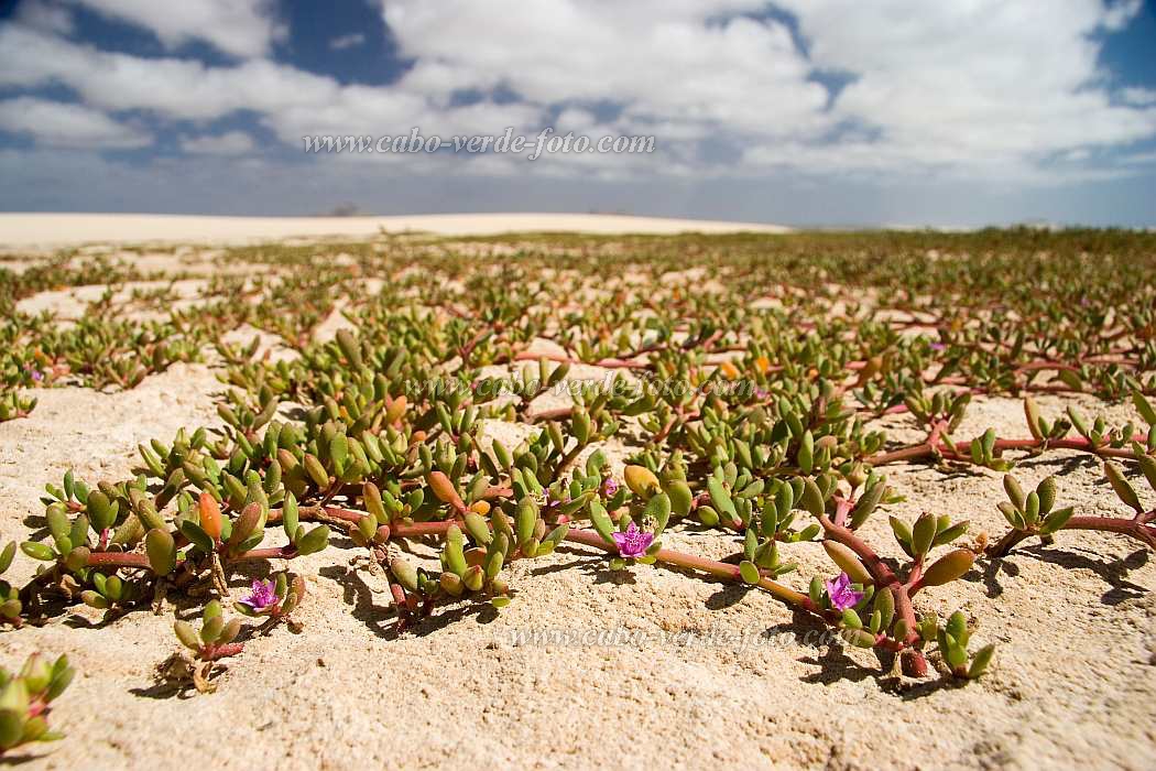 Insel: Boa Vista  Wanderweg:  Ort: Praia de Chave Motiv: Blume Motivgruppe: Nature Plants © Florian Drmer www.Cabo-Verde-Foto.com