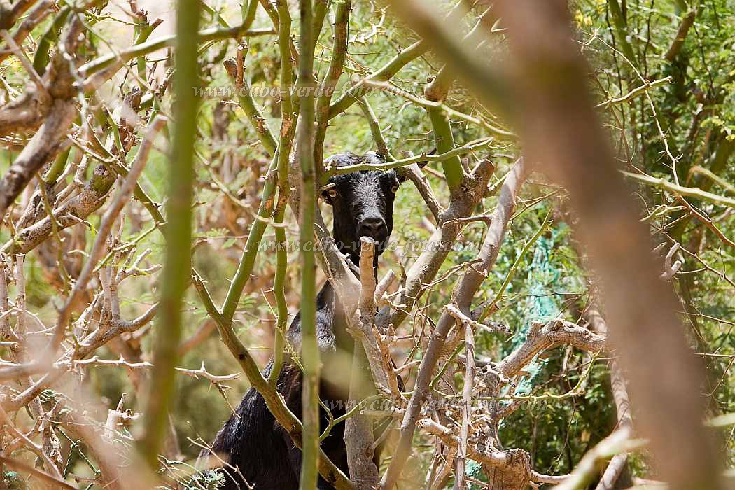 Boa Vista : Estncia de Baixo : goat : Nature AnimalsCabo Verde Foto Gallery