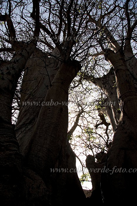 Santiago : Cidade Velha : Kapok tree : Nature PlantsCabo Verde Foto Gallery