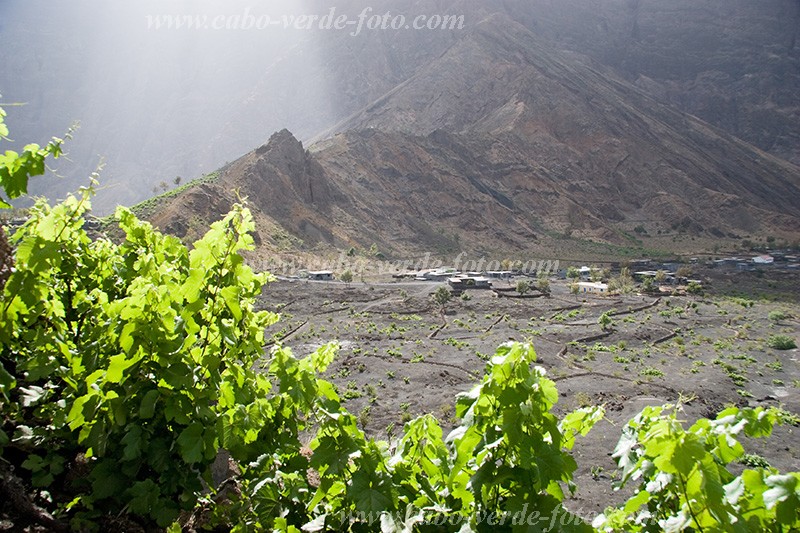 Fogo : Ch das Caldeiras : wine : Technology AgricultureCabo Verde Foto Gallery