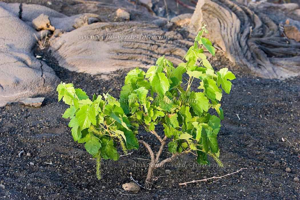 Fogo : Ch das Caldeiras : vinho : Technology AgricultureCabo Verde Foto Gallery