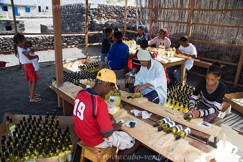Insel: Fogo  Wanderweg:  Ort: Ch das Caldeiras Motiv: Wein Motivgruppe: People Work © Florian Drmer www.Cabo-Verde-Foto.com