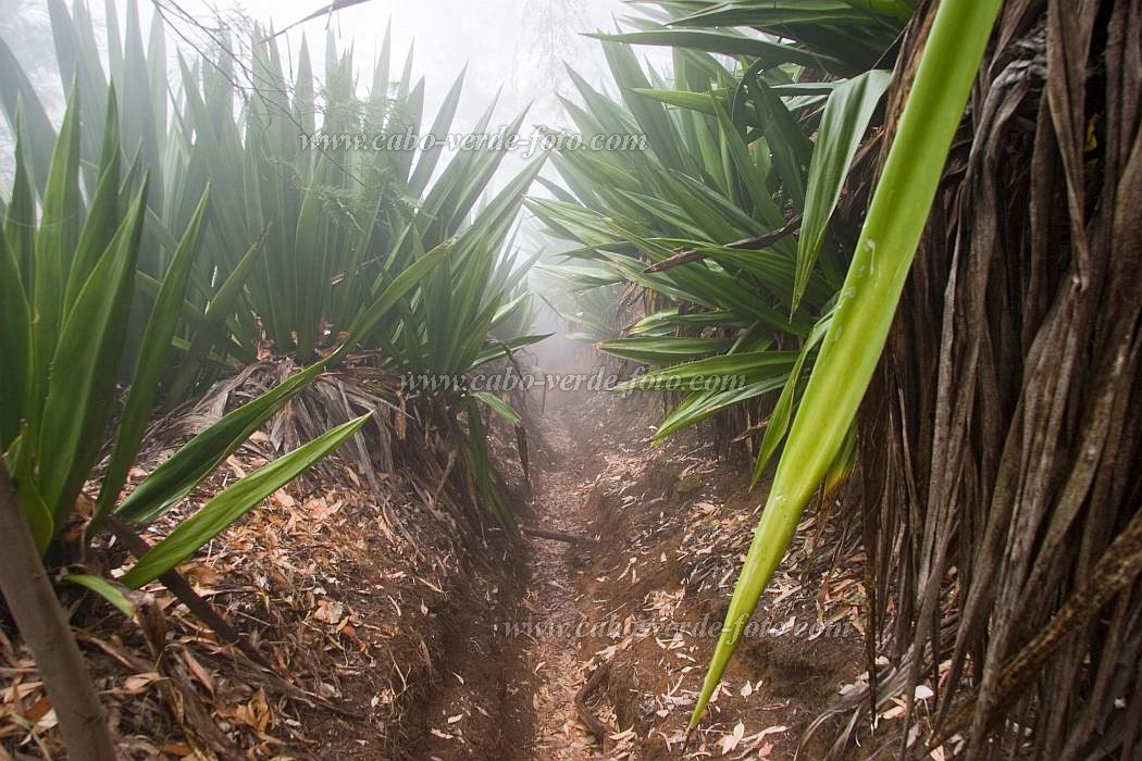 Fogo : Mosteiros : floresta : Nature PlantsCabo Verde Foto Gallery