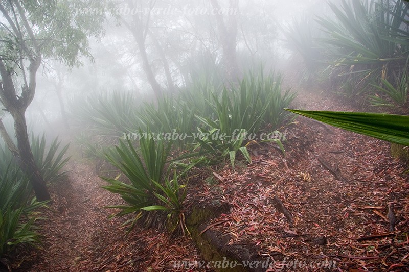 Fogo : Mosteiros : floresta : Nature PlantsCabo Verde Foto Gallery