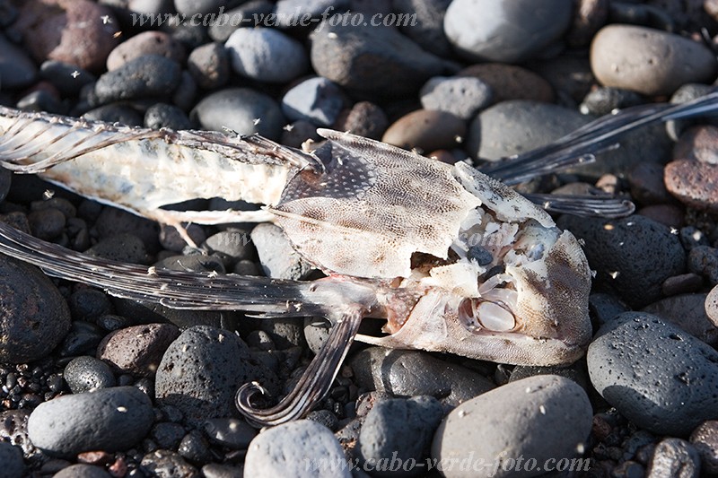 So Nicolau : Tarrafal : peixe : NatureCabo Verde Foto Gallery