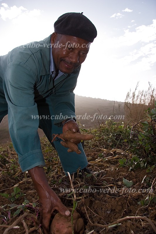 So Nicolau : Cabealinho : agricultor : People WorkCabo Verde Foto Gallery
