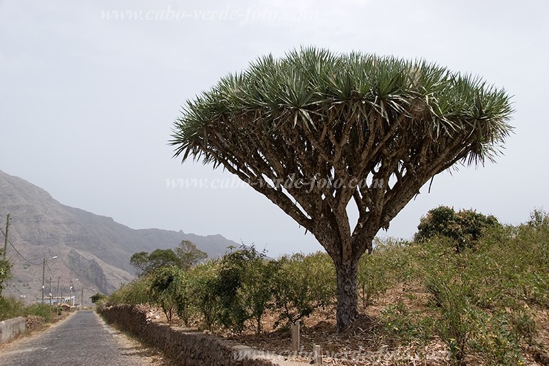 So Nicolau : Faj : dragon tree : Landscape MountainCabo Verde Foto Gallery