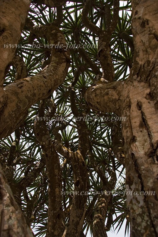 So Nicolau : Faj : dragon tree : Nature PlantsCabo Verde Foto Gallery