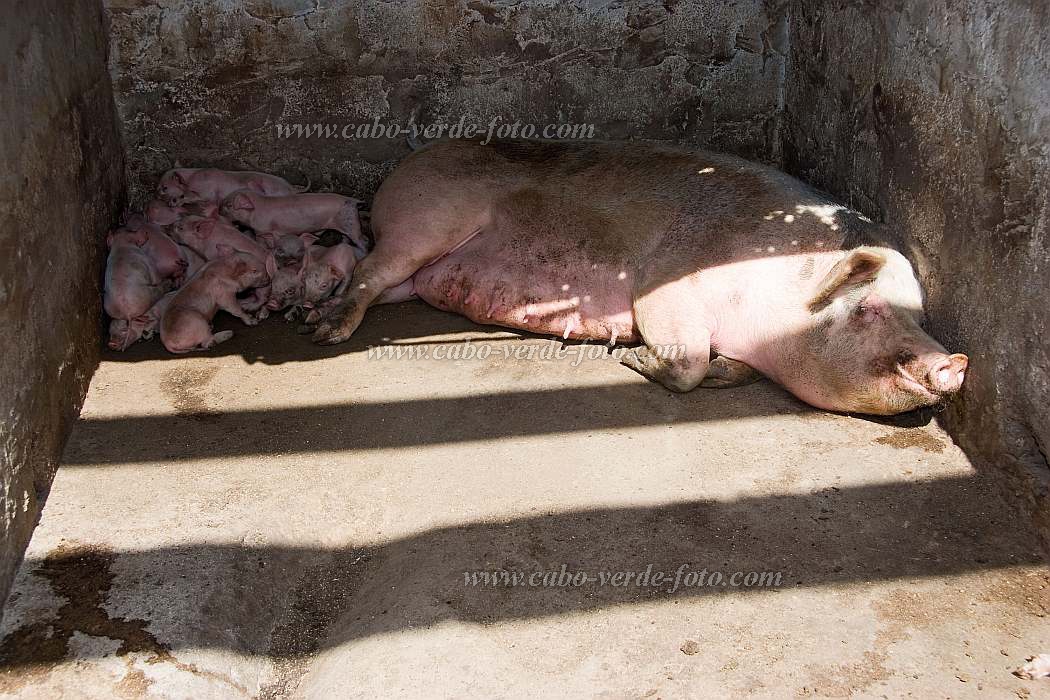 So Vicente : Ribeira da Vinha : porco : Nature AnimalsCabo Verde Foto Gallery