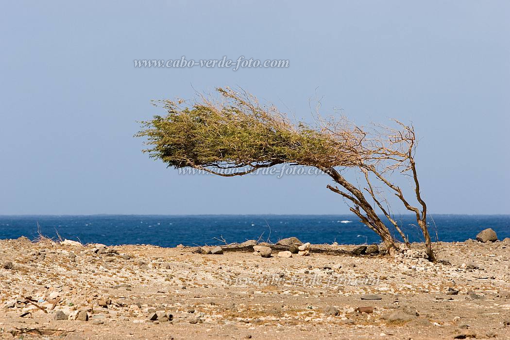 Insel: Sal  Wanderweg:  Ort: Palmeira Motiv: windschiefer Baum Motivgruppe: Landscape Sea © Florian Drmer www.Cabo-Verde-Foto.com