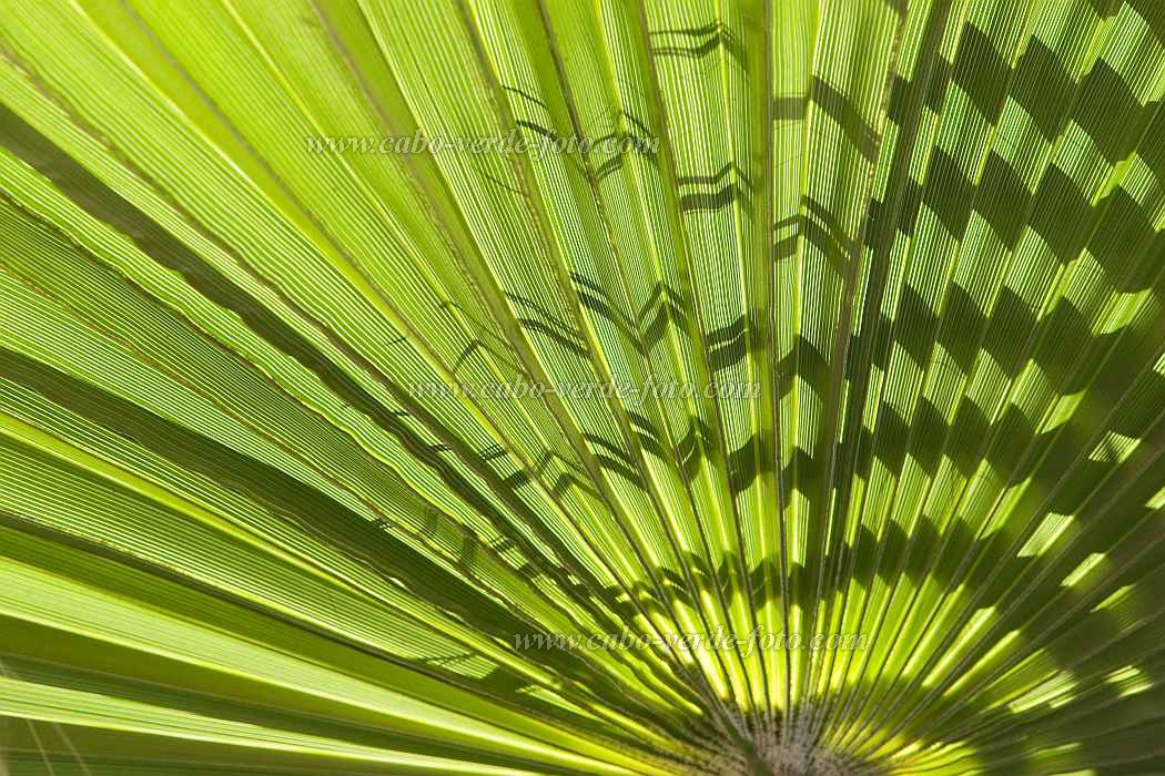 Sal : Santa Maria : palm leaf : Nature PlantsCabo Verde Foto Gallery