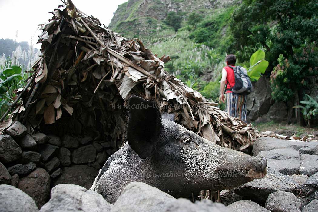 Santo Anto : Ribeira Grande : porco : Nature AnimalsCabo Verde Foto Gallery
