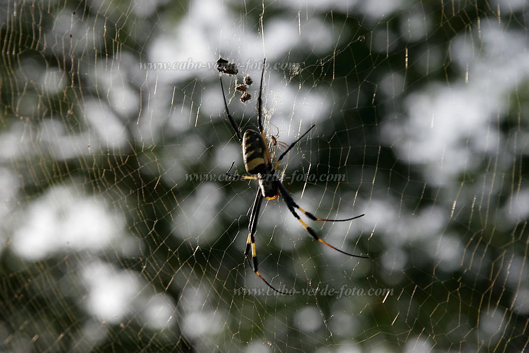 Santo Anto : Tarrafal de Monte Trigo : aranha : Nature AnimalsCabo Verde Foto Gallery