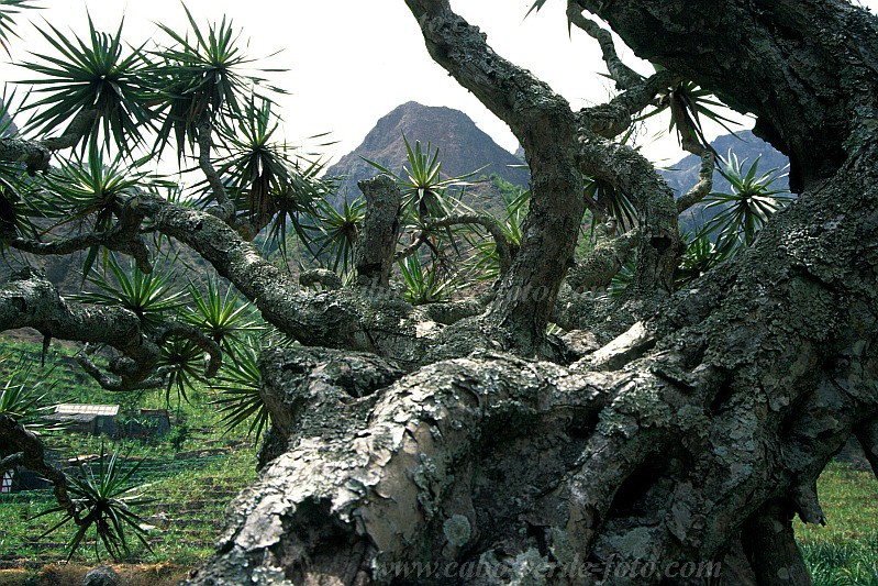 Santo Anto : Paul : dragontree : Nature PlantsCabo Verde Foto Gallery