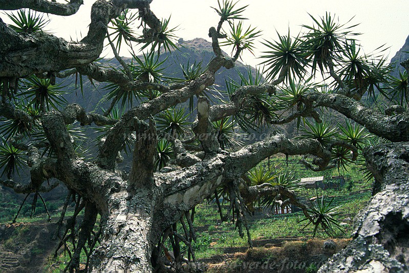 Santo Anto : Paul : dragontree : Nature PlantsCabo Verde Foto Gallery