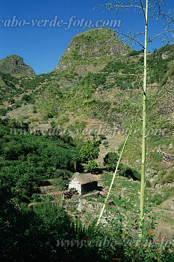 Santo Anto : Paul Ribeiraozinho : plantao de caf : Landscape AgricultureCabo Verde Foto Gallery