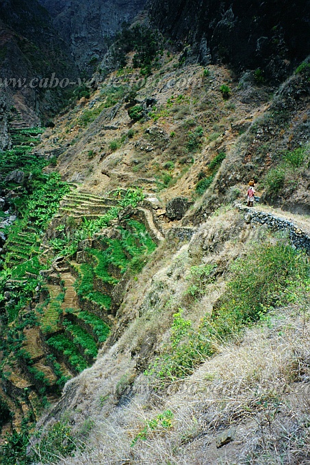 Santo Anto : Ribeira de Losna : caminho vizinal : Landscape AgricultureCabo Verde Foto Gallery