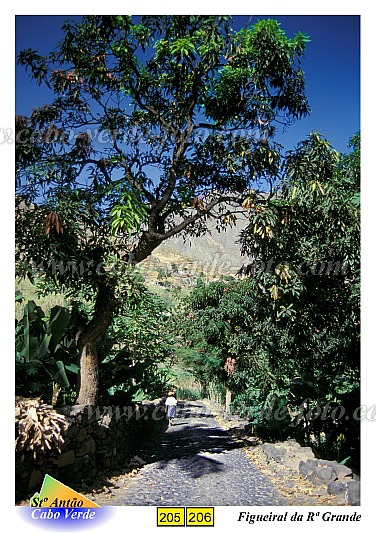 Santo Anto : Figueiral : Caminhando na estrada calcetada : Landscape MountainCabo Verde Foto Gallery