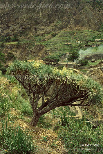 Insel: Santo Anto  Wanderweg:  Ort: Paul Ch de Joao Vaz Motiv: Drachenbaum Motivgruppe: Nature Plants © Pitt Reitmaier www.Cabo-Verde-Foto.com