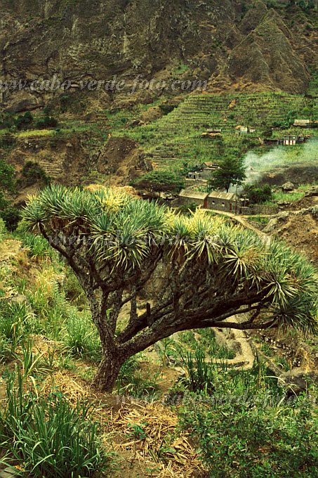 Insel: Santo Anto  Wanderweg: na Ort: Paul Cha de Joao Vaz Motiv: Drachenbaum Motivgruppe: Nature Plants © Pitt Reitmaier www.Cabo-Verde-Foto.com