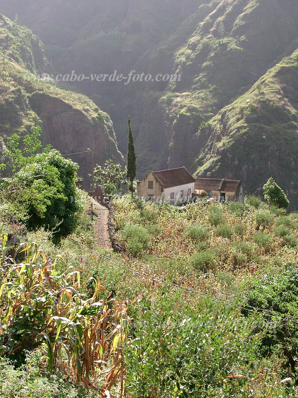 Santo Anto : Joo Afonso : circito turstico : Landscape AgricultureCabo Verde Foto Gallery