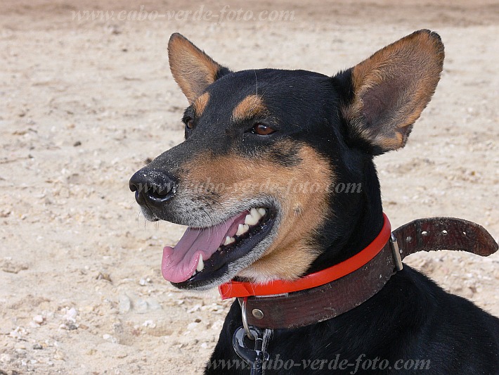 So Vicente : Baia das Gatas : dog : Nature AnimalsCabo Verde Foto Gallery