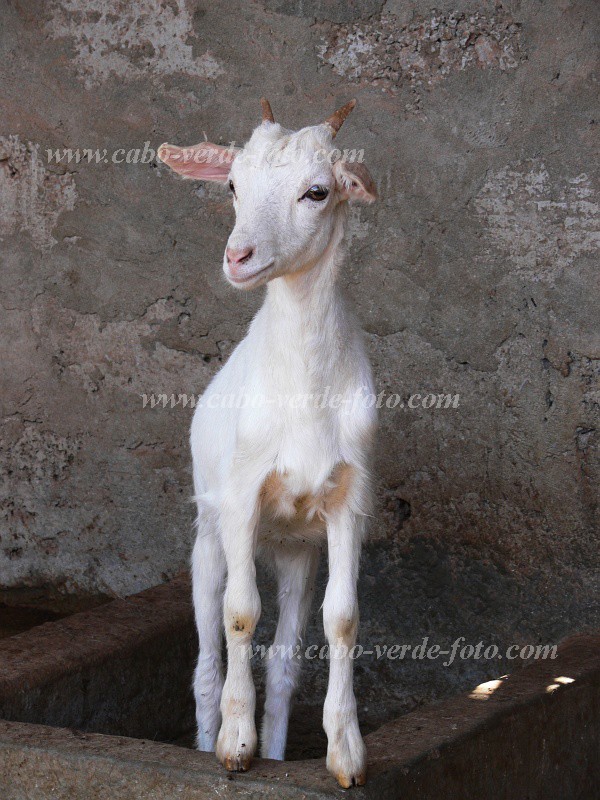 So Vicente : Ribeira da Vinha : goat : Nature AnimalsCabo Verde Foto Gallery
