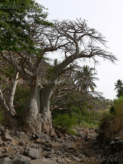 Insel: Santiago  Wanderweg:  Ort: Aguas Verdes Cidade Velha Motiv: Kapokbaum Motivgruppe: Nature Plants © Pitt Reitmaier www.Cabo-Verde-Foto.com