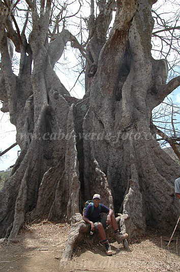 Santiago : Boa Entrada : rvore kapok - poilon : Nature PlantsCabo Verde Foto Gallery