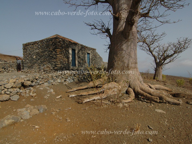 Fogo : Achada da Lapa : baobab : Landscape AgricultureCabo Verde Foto Gallery