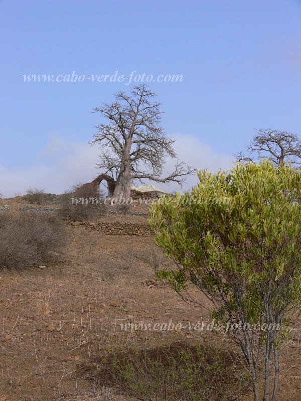 Fogo : Achada da Lapa : calabaceira : Landscape AgricultureCabo Verde Foto Gallery