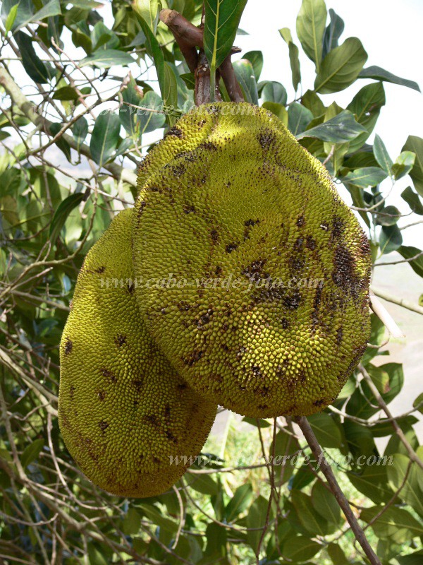 Insel: Fogo  Wanderweg:  Ort: Monte Queimado Motiv: Jackfrucht Motivgruppe: Nature Plants © Pitt Reitmaier www.Cabo-Verde-Foto.com