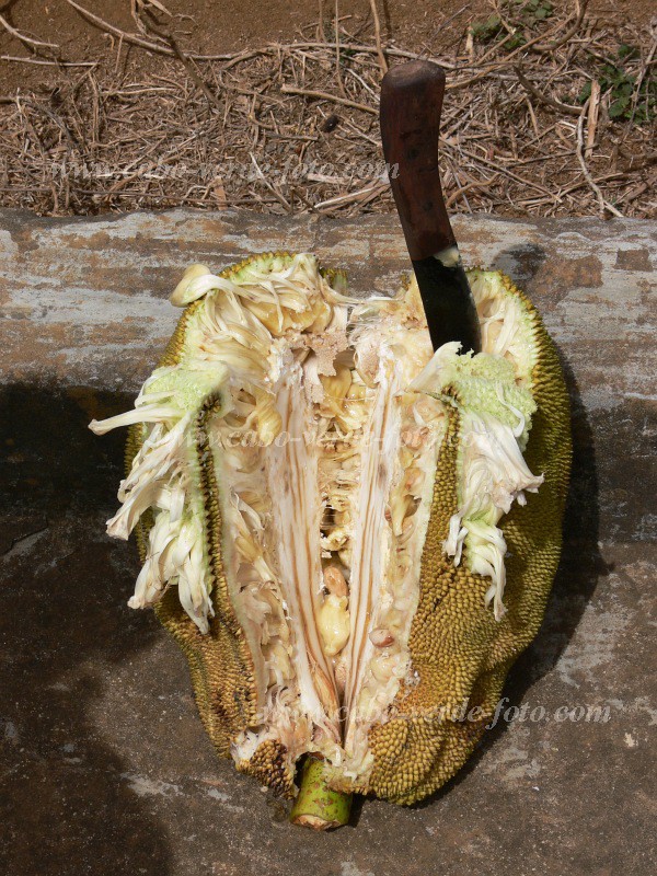 Fogo : Monte Queimado : jackfruit : Nature PlantsCabo Verde Foto Gallery